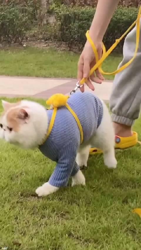 加菲最新爆料视频播放,娱乐圈幕后真相大曝光！